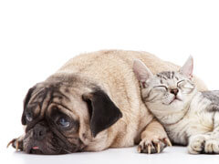 About Upshur Veterinary Hospital  in Buckhannon, WV - Cat and Dog Snuggling