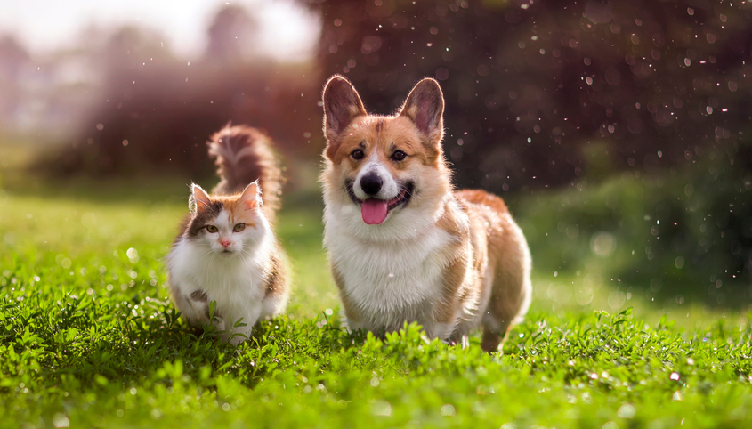 Corgi and a cat outside